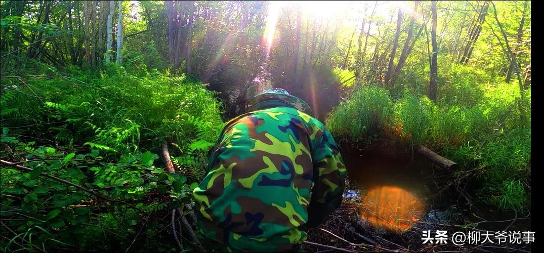 大兴安岭“采山”日赚千元是真的吗？哈尔滨小伙亲自体验结局亮了