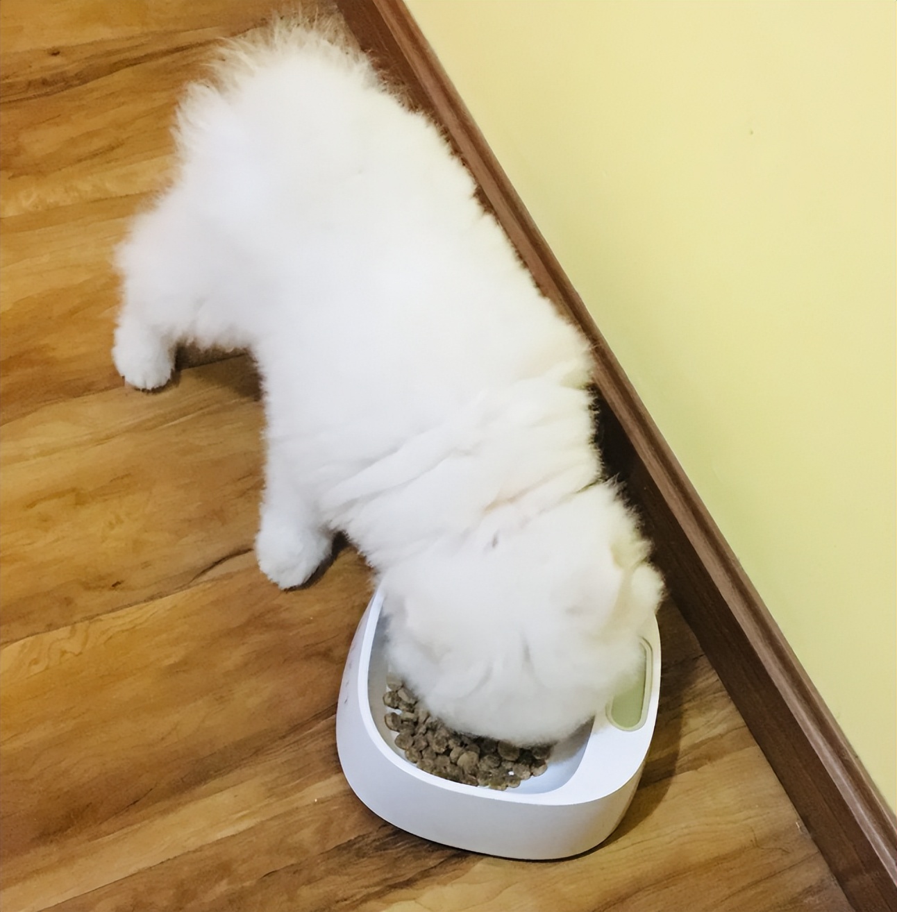 幼犬怎么“喂食”，这6点注意事项，你知道吗？