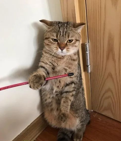 这摄影师是个抓拍鬼才|冷段子2068