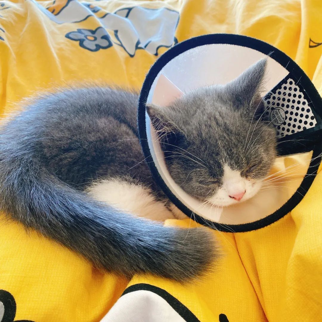 毛毛宠城堡新宠:登登|写给我的小猫咪