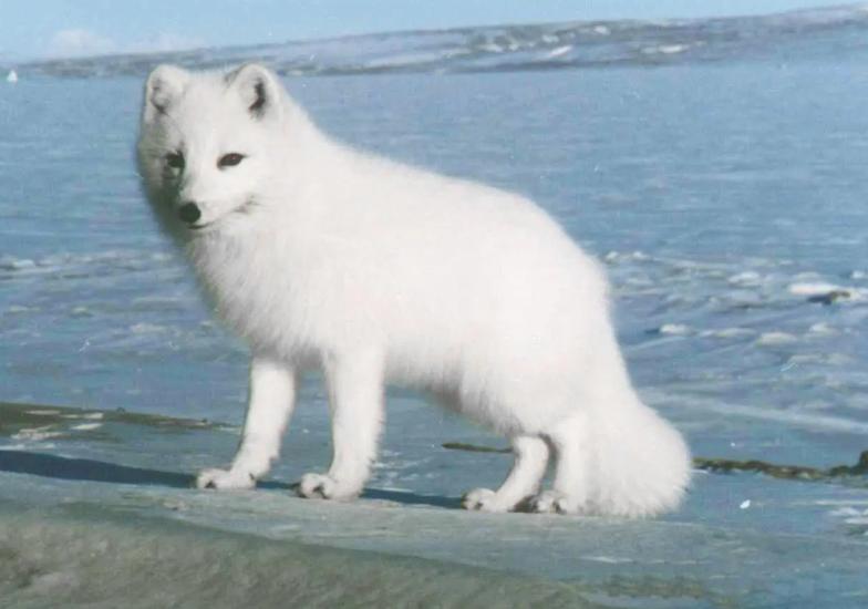 男子投喂狐狸被送灵芝,男子投喂白狐