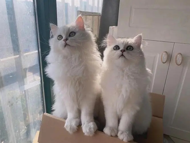 怎么判断金吉拉纯不纯,买金吉拉要到什么地方