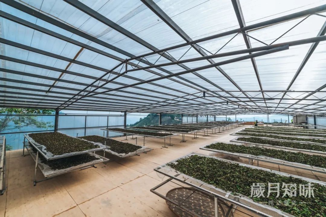 夏天喝什么陈皮白茶,茶友必备茶具