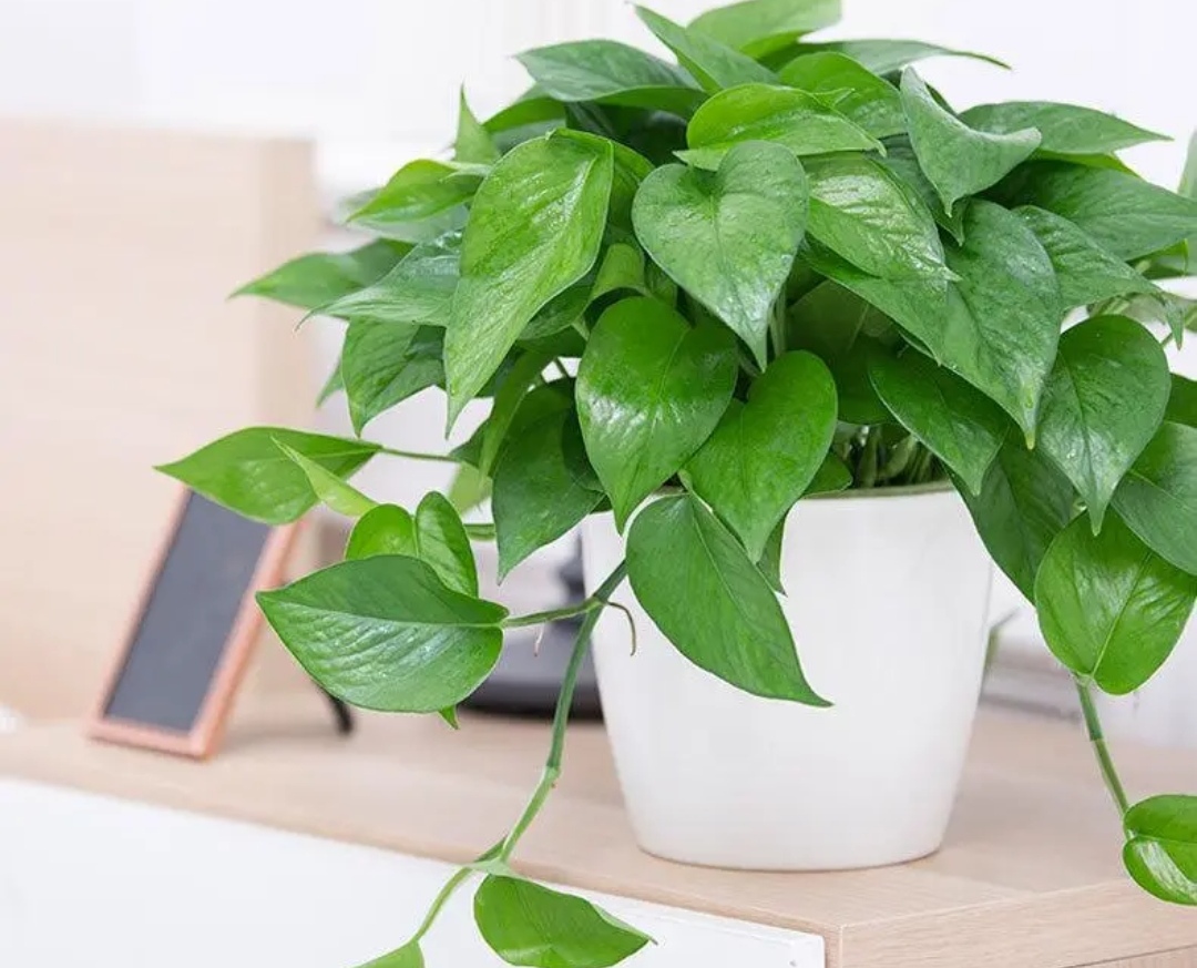 绿萝出现黄叶是什么情况,绿萝有黄叶子是什么原因造成的