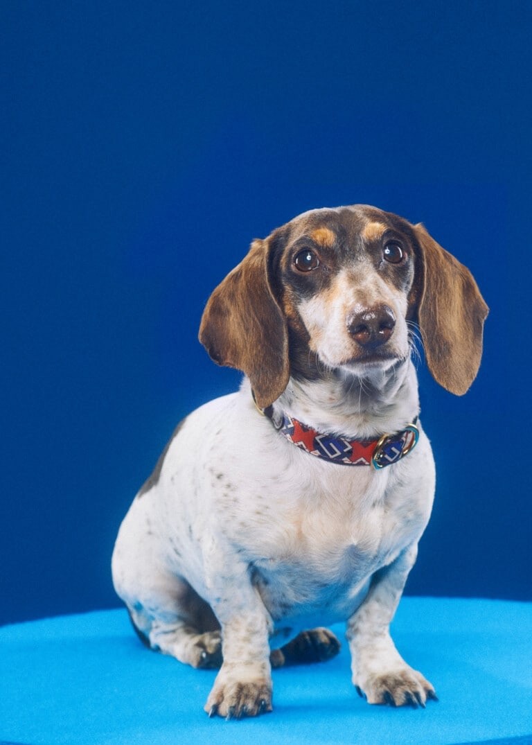 萌宠也跨年,gucci古驰宠物系列