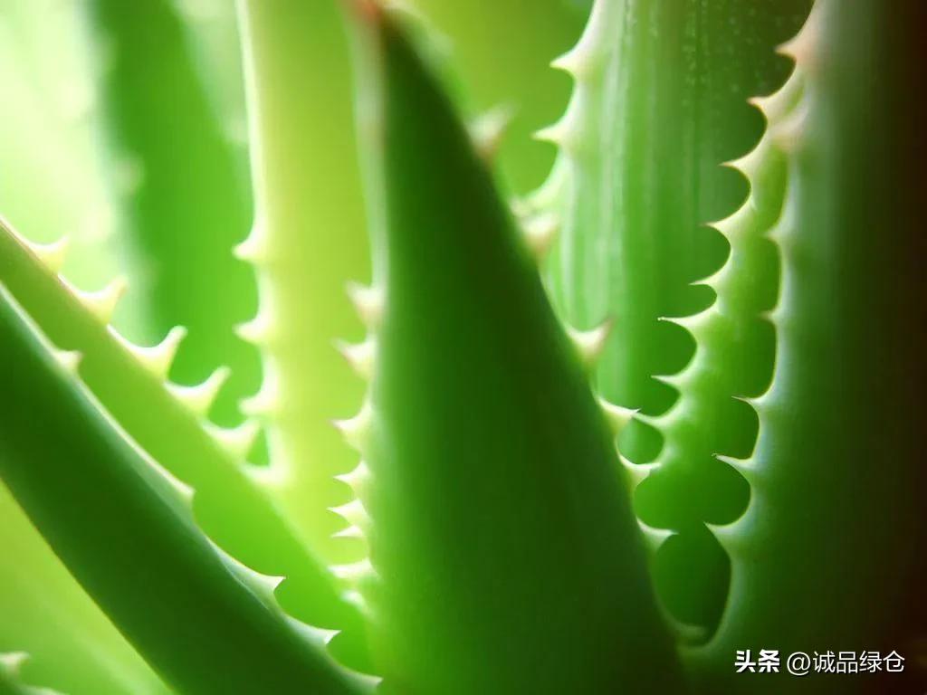 十种室内最好养的花,十种最养不死的花排行榜