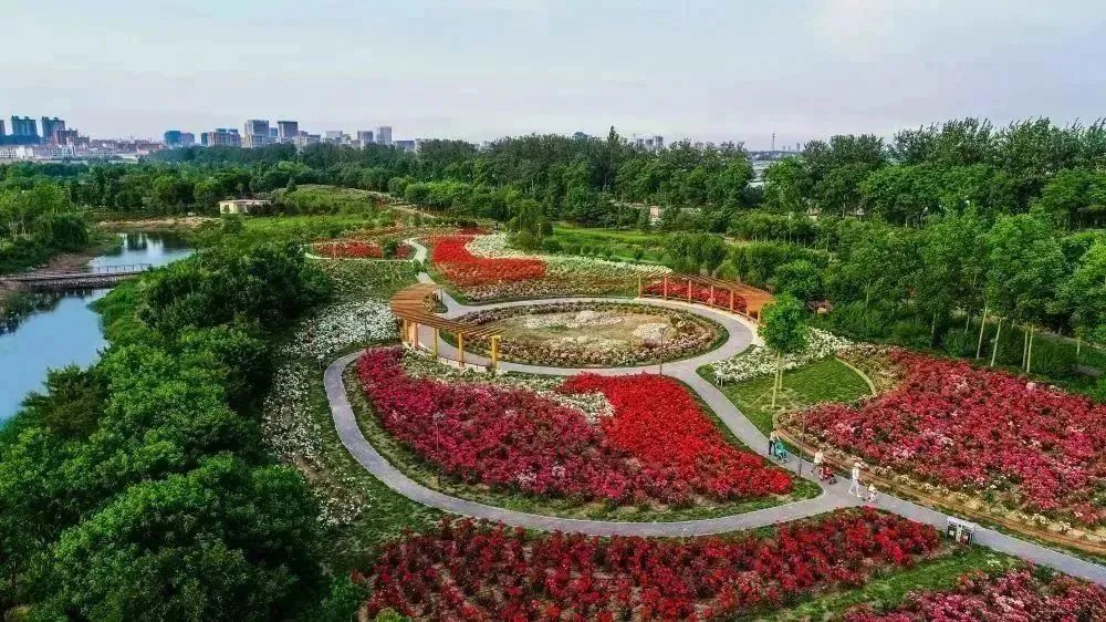 月季花开娇艳无比,月季花开得正烂漫