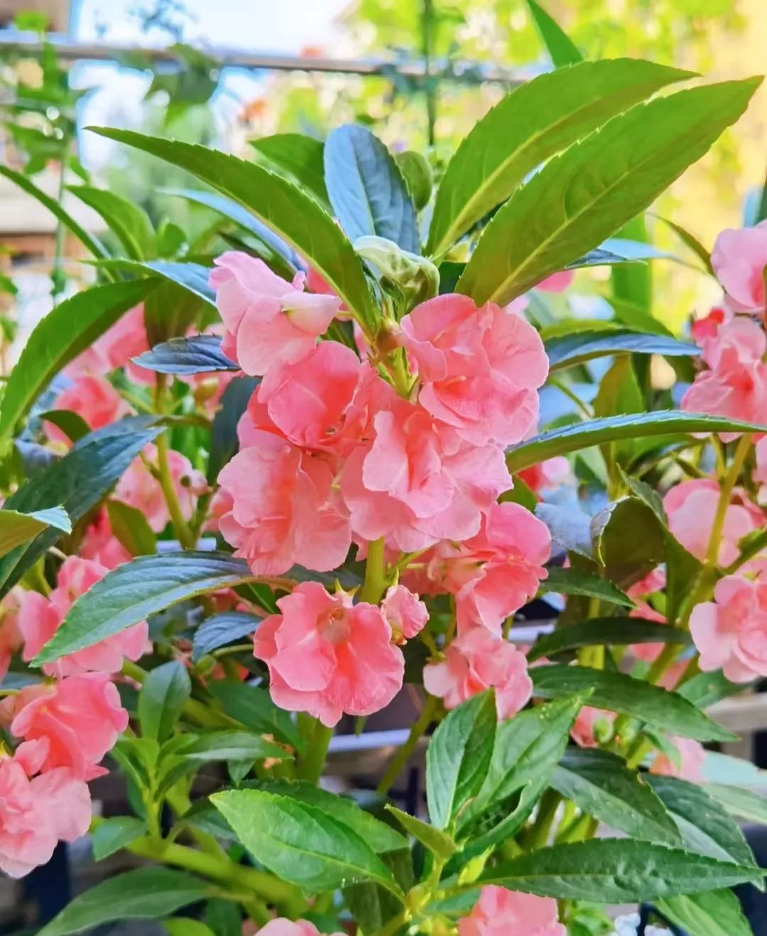 一年四季家庭种花播种时间表,南方一年四季蔬菜播种时间表