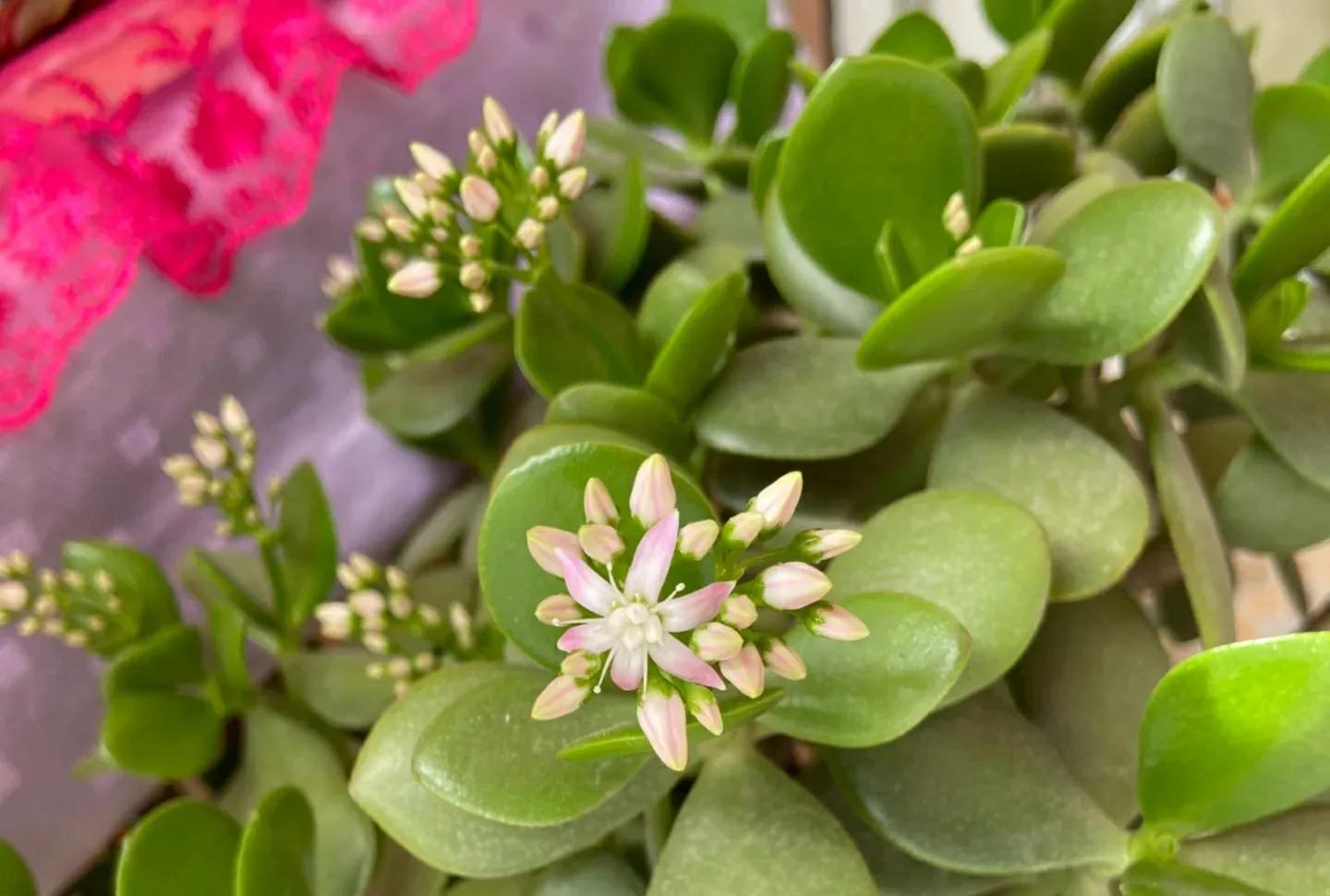 干枯掉落的玉树怎么修剪,给玉树修枝