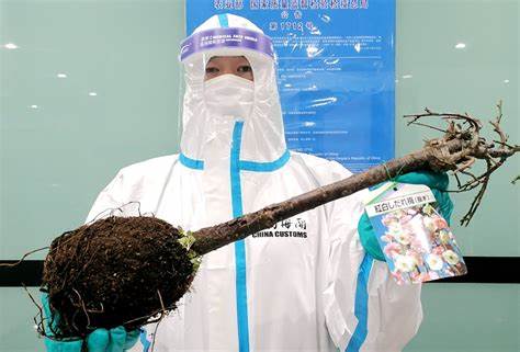 苏州海关查获枚濒危蝴蝶标本,海关查获259管昆虫标本