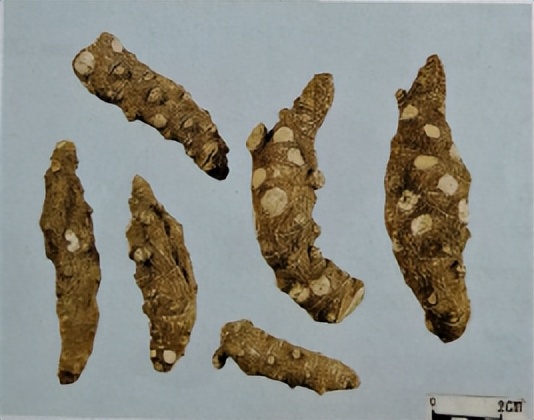 三七和金不换是一样的吗,金不换和三七是同一种中药吗