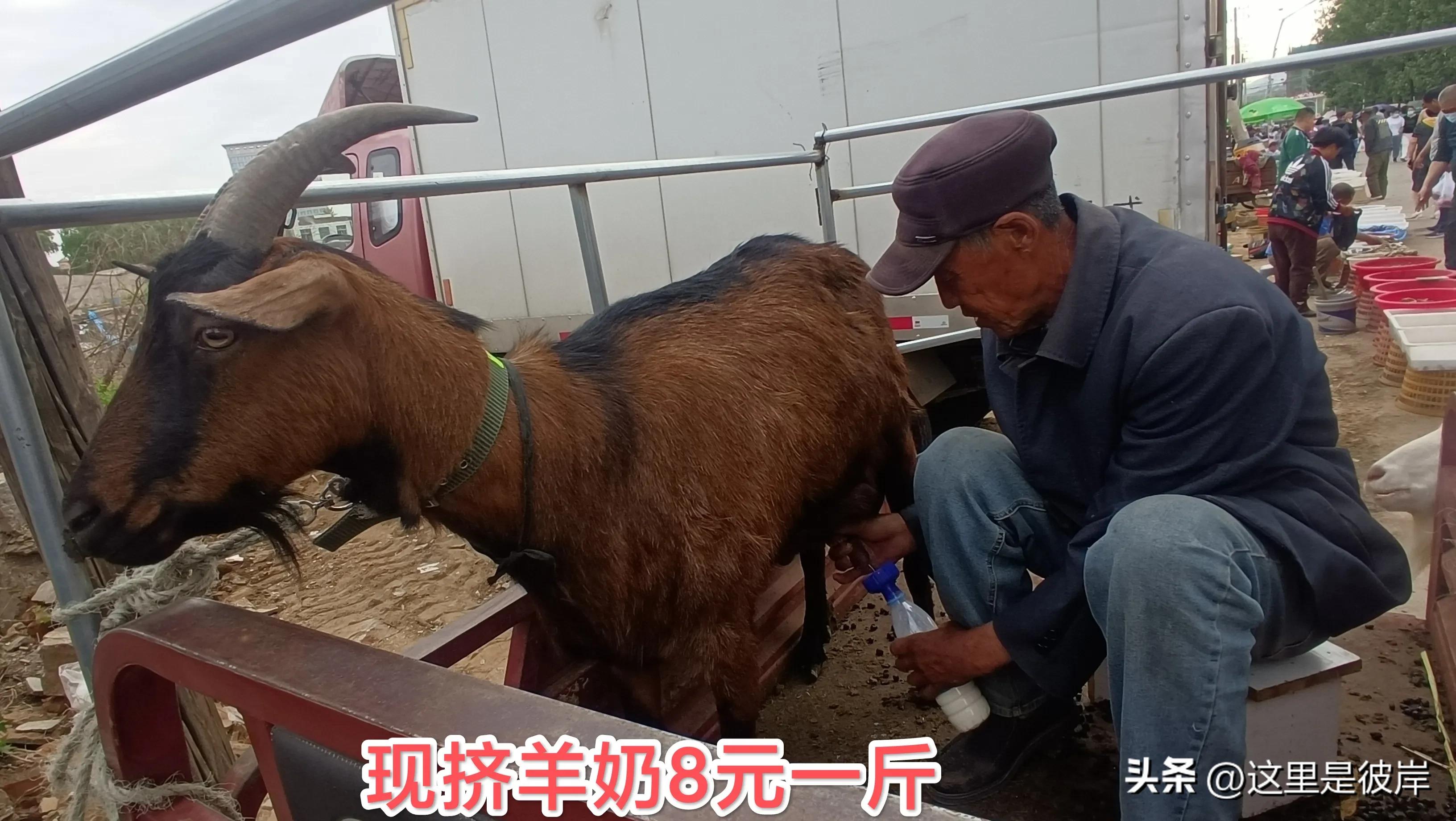 思拉堡温泉小镇离早市近的温泉,思拉堡温泉小镇大集位置