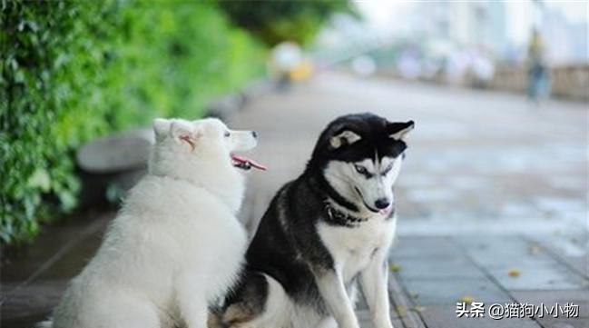 萨摩耶和哈士奇在一起会怎么样,萨摩耶跟哈士奇对比