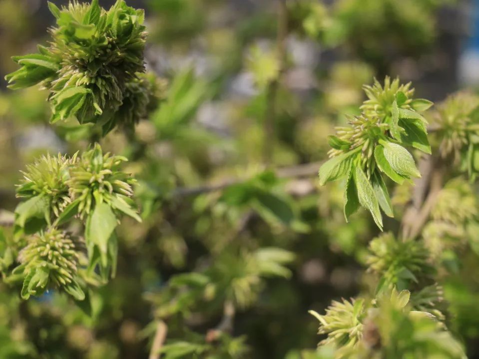 特色产业助力乡村振兴|鄌郚杜仲“小”雄花助农“大”增收
