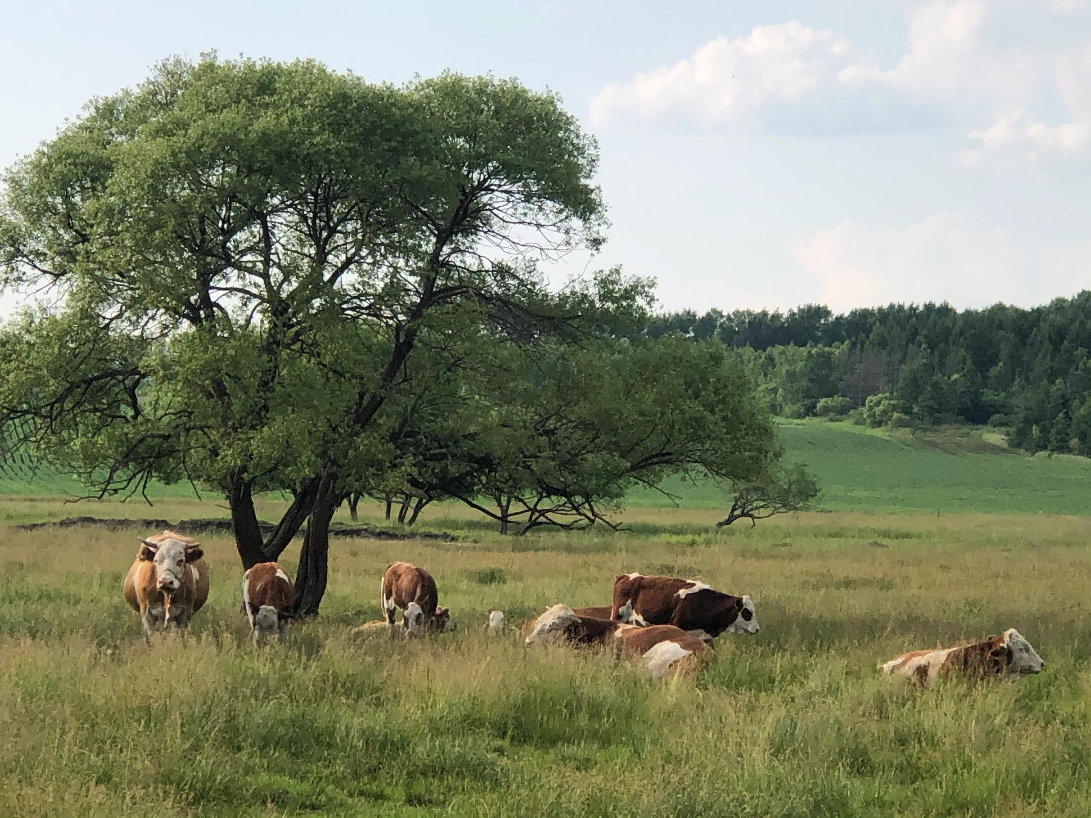 牛之道馅饼,牛之道特色
