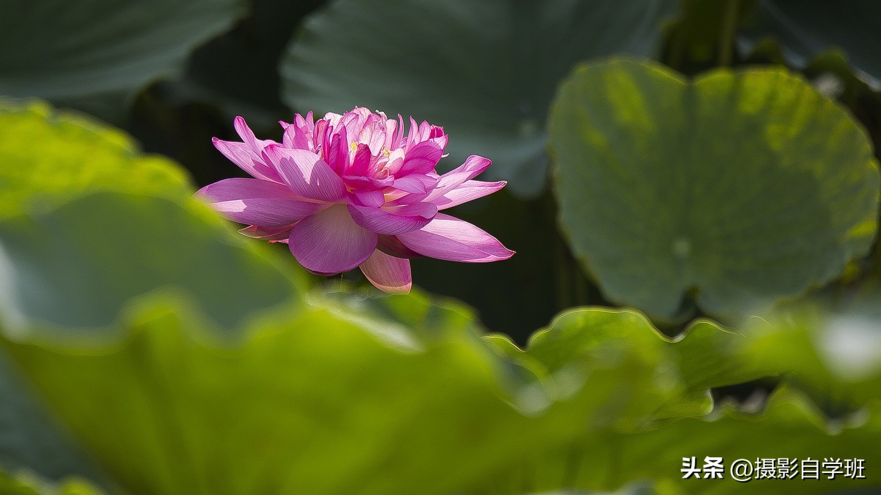荷花摄影的拍摄方法和技巧,拍摄荷花摄影新手别犯这8个错误