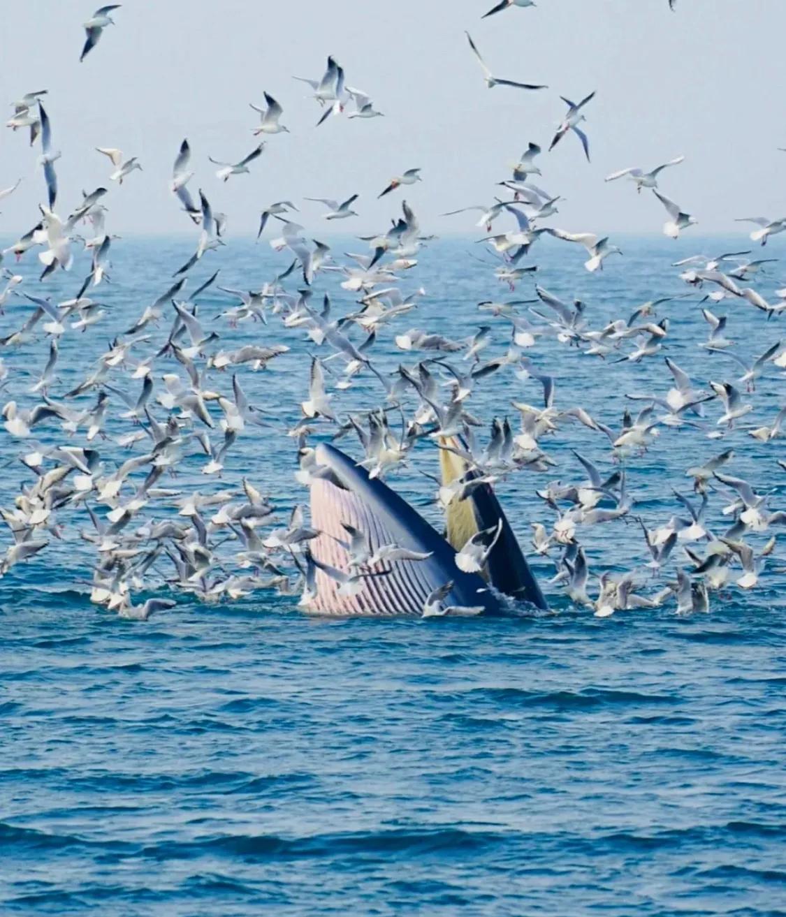 国外的小众岛屿,国外小众的岛屿