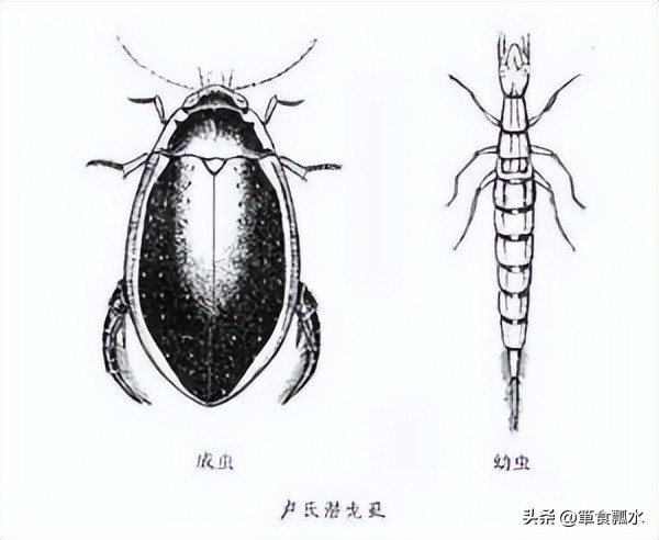 龙虱和水龟虫图片,龙虱幼虫水蜈蚣药用价值