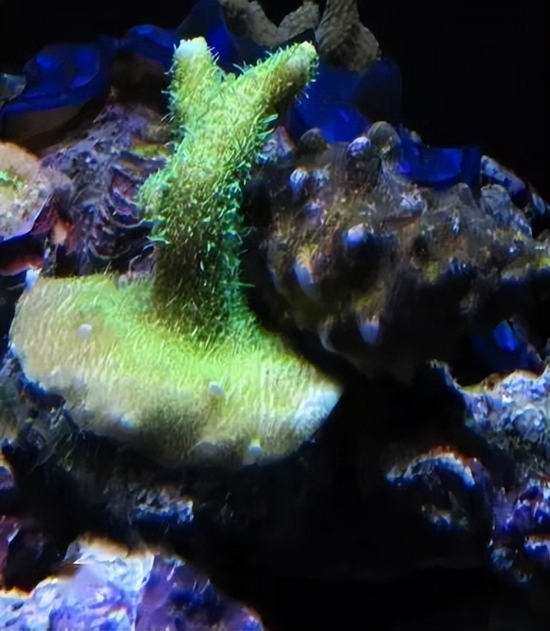 海水珊瑚缸鹦鹉螺,海水缸珊瑚视频大全