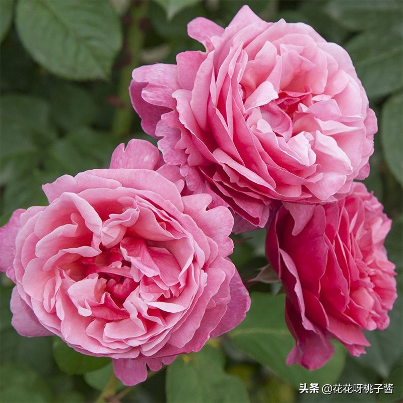 黄色月季哪个品种耐热耐晒抗病强,最耐热耐晒的切花藤本月季品种