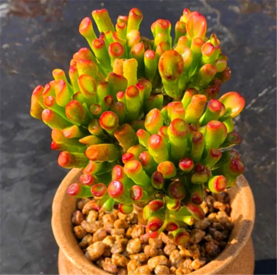 客厅养树家旺人富,客厅种什么树旺宅还好养