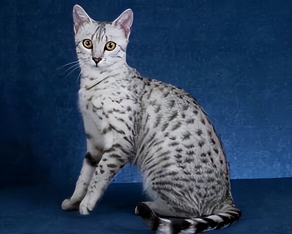 7种“长命猫”，富贵又吉利，赶紧养一只