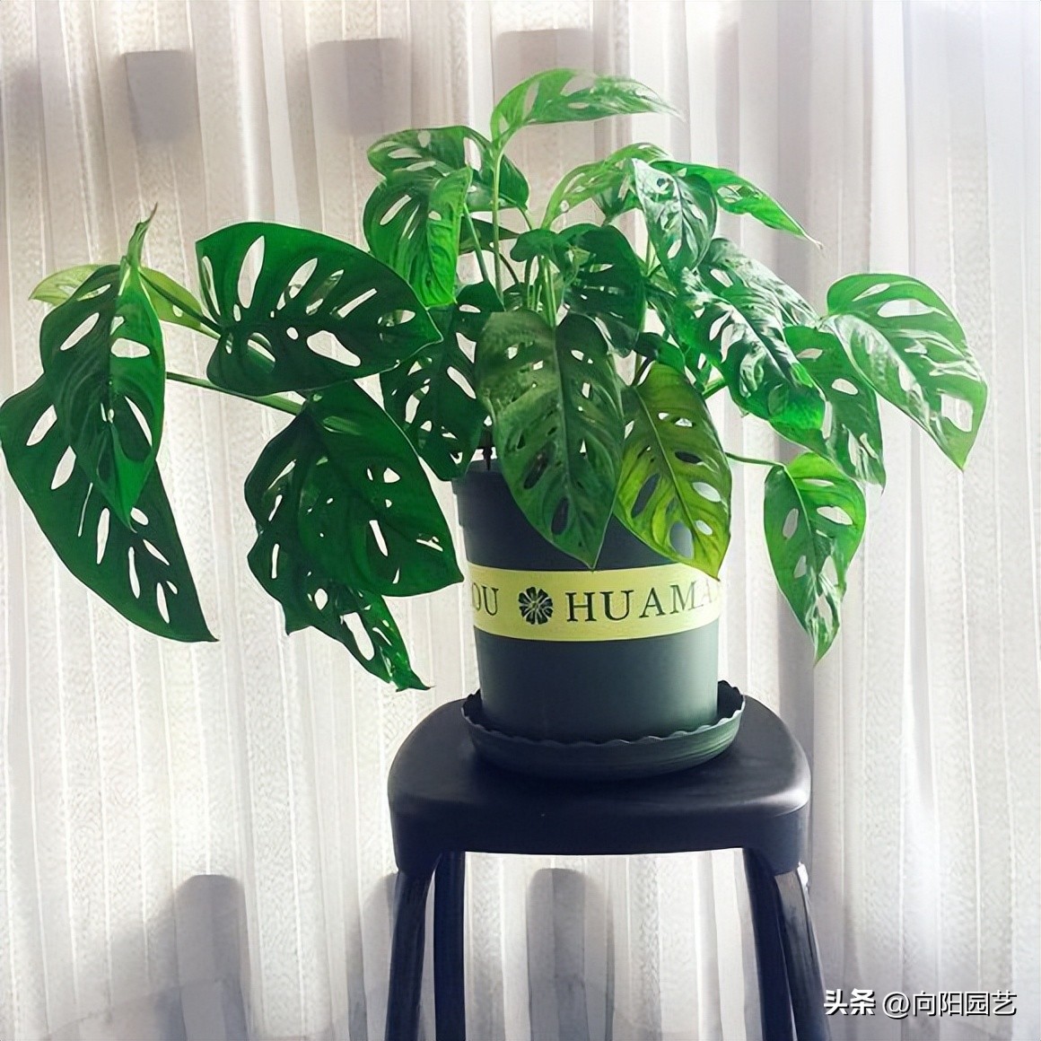 龟背竹剪叶后需要注意什么,龟背竹如何整理叶子