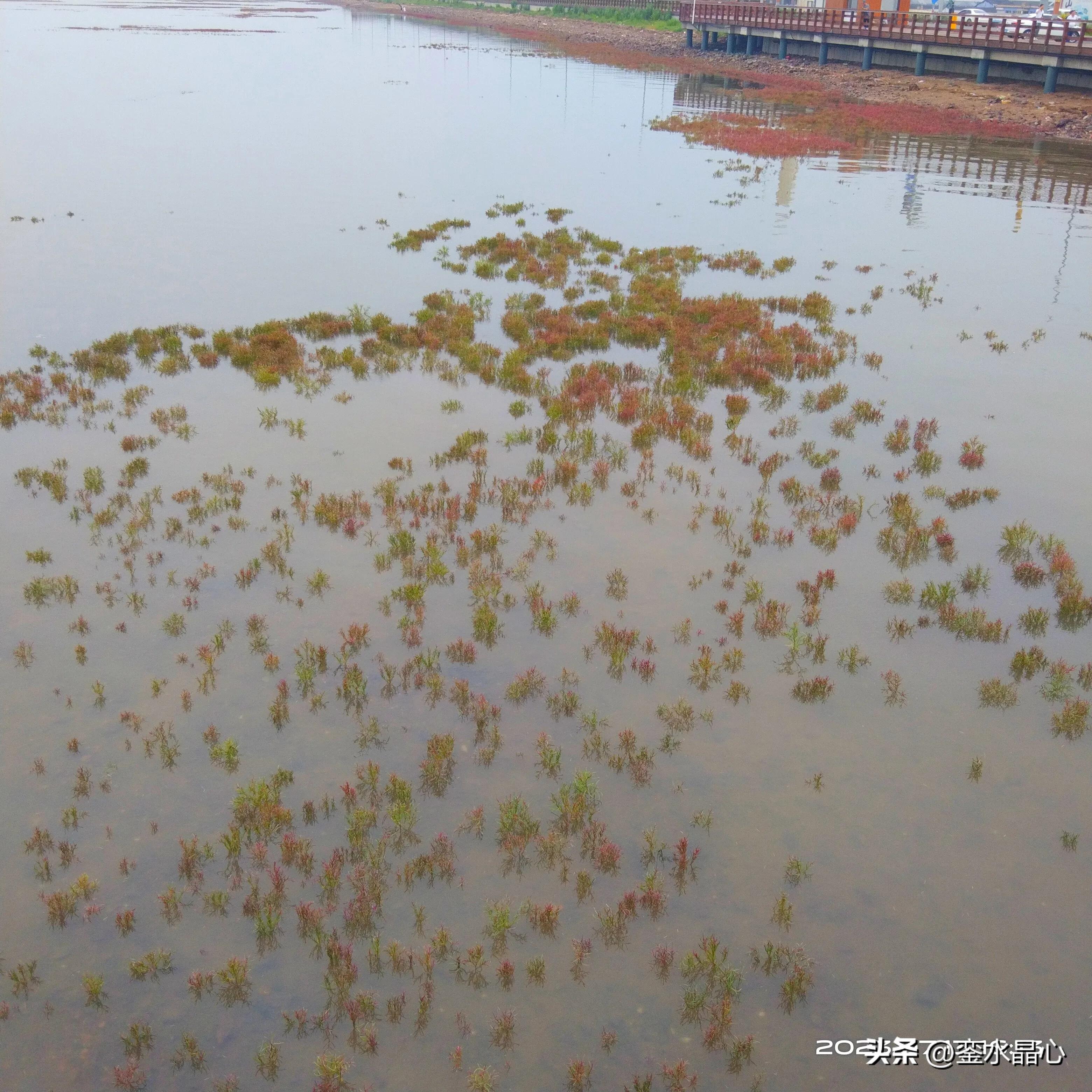 兴城红海滩值得去吗,兴城红海滩十月一日去红吗