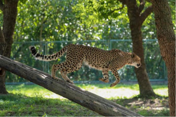 这里有只熊猫会叉腰!——上野的一大波“萌”兽来袭