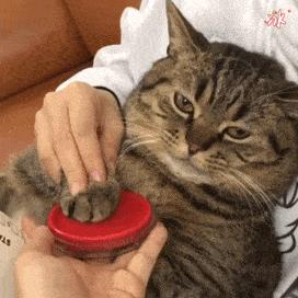 三种最不好养的宠物猫,哪种宠物猫不建议养