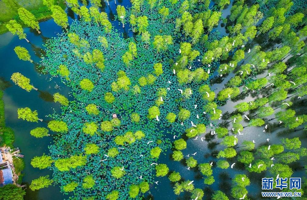 武汉园林绿化发展建议,聚焦质量提升推进高质量发展