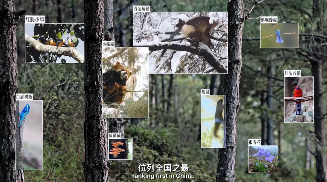 万千气象看云南|《什么是云南》，这就是云南！