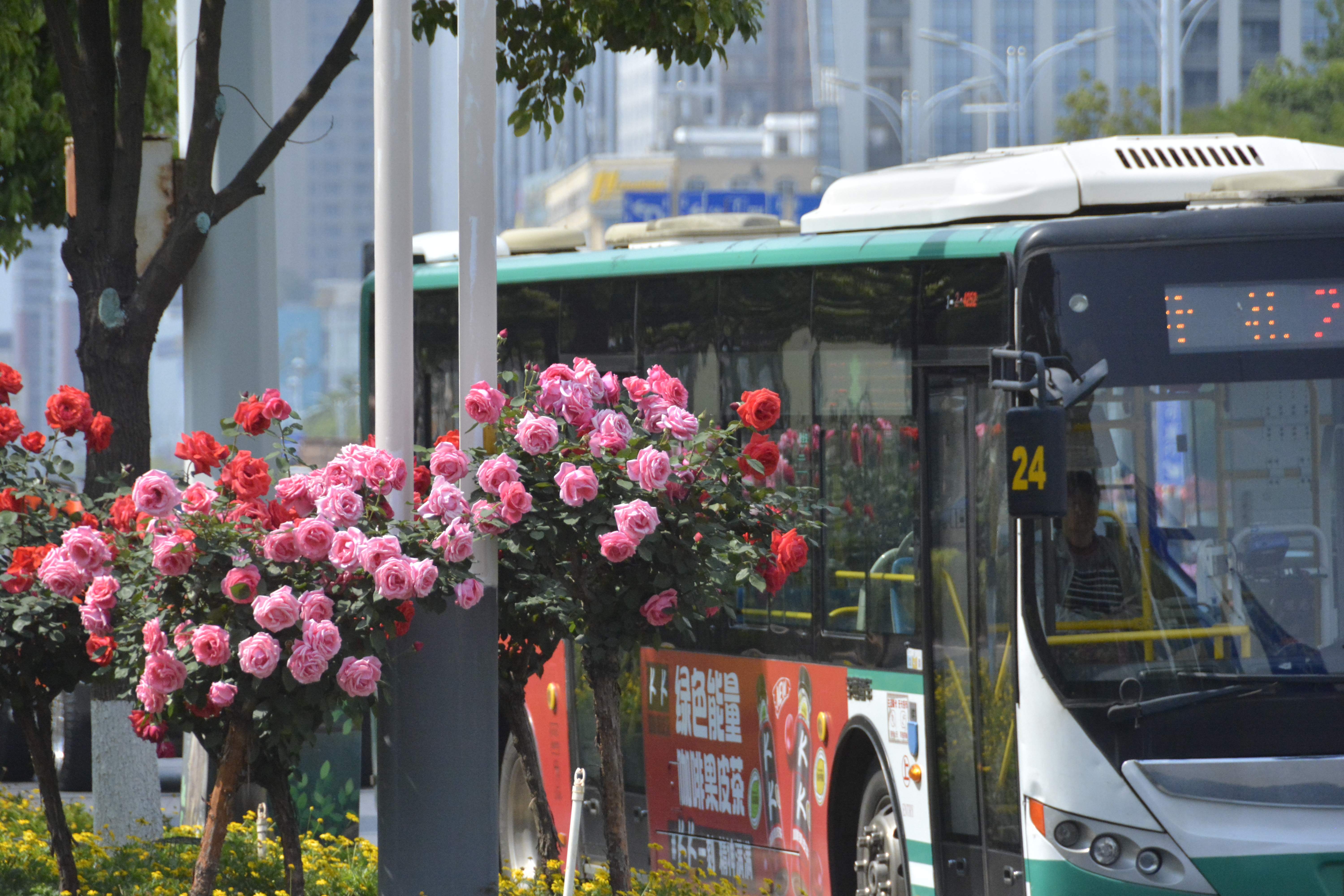 昆明繁花似锦的绿化带专打“高端局”他们在背后“上大分”