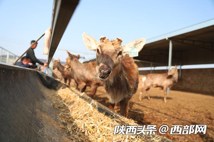 瀵绘牴浼犵粺鏂囧寲浼犳壙姘戞棌绮剧,瀵绘牴鍘嗗彶鏂囧寲寮樻壃姘戞棌绮剧瑗垮畨