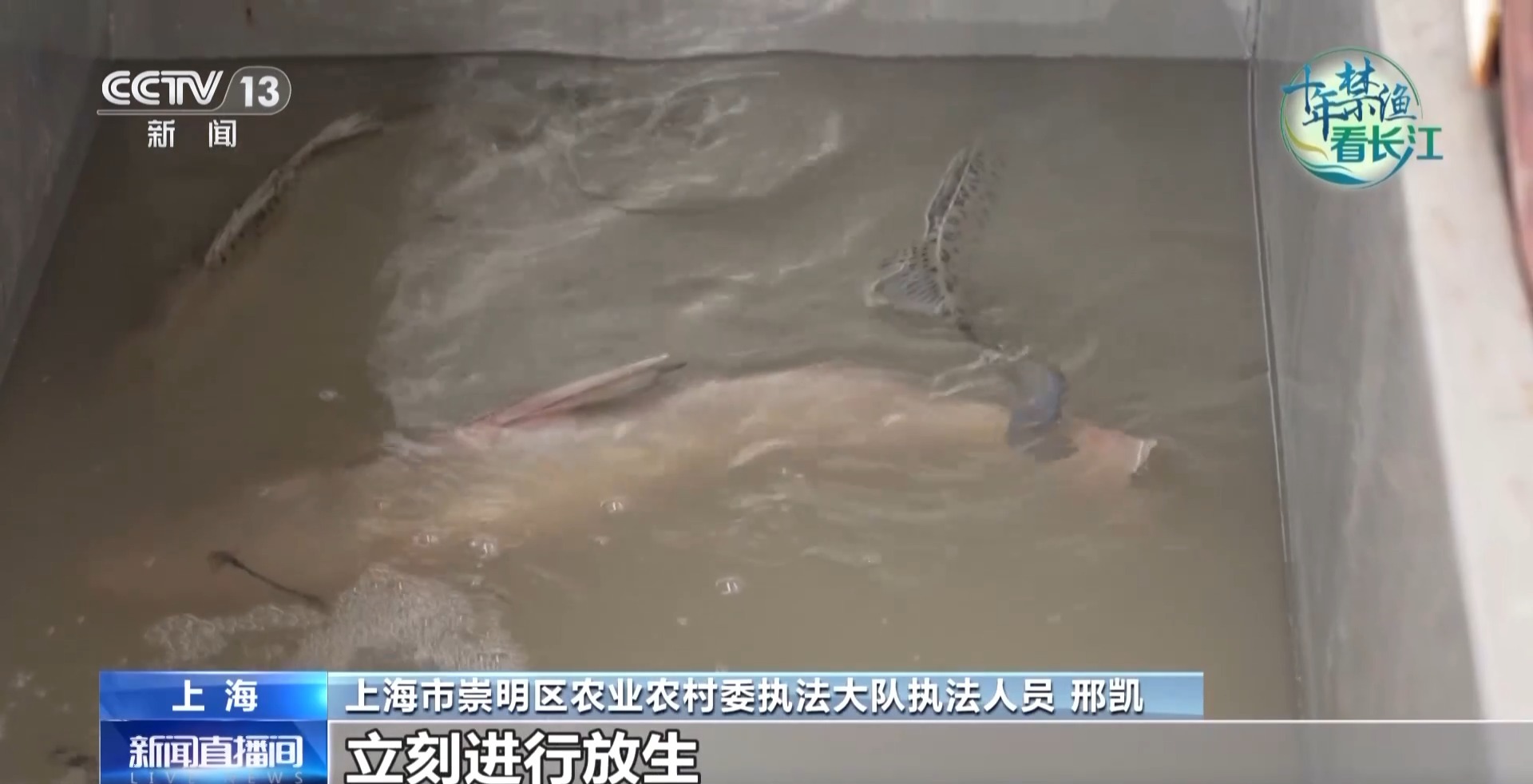 长江禁渔鱼类数据变化,长江禁渔三年多鱼儿们过得怎么样