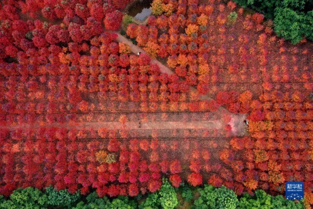 冬景迷人,冬景如画