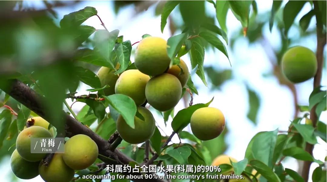 万千气象看云南|《什么是云南》，这就是云南！