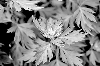 秋季艾蒿过敏去哪个城市避开,预防秋季过敏这么做就对了