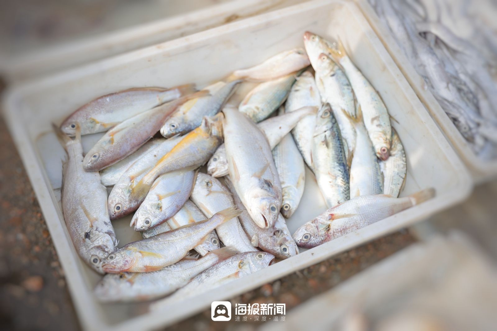 日照海鲜海蜇专卖,日照小螃蟹价格最新行情