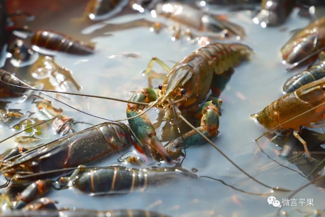 厉害的淡水虾,特别厉害的虾