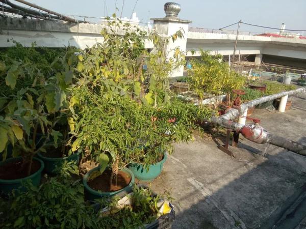 楼顶“开垦”成菜园,老人把楼顶做成菜园