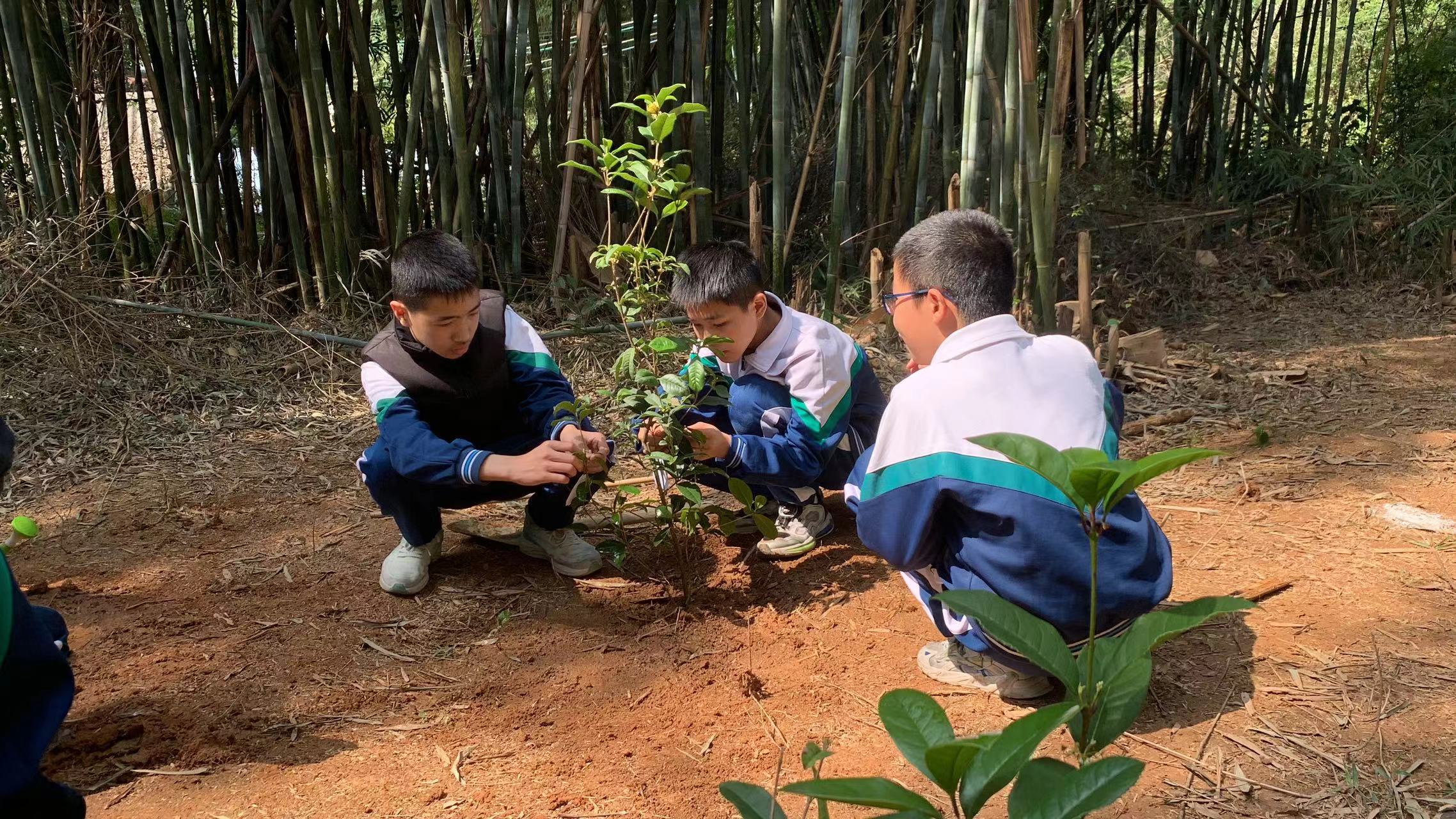 植树研学活动,植树节研学游活动