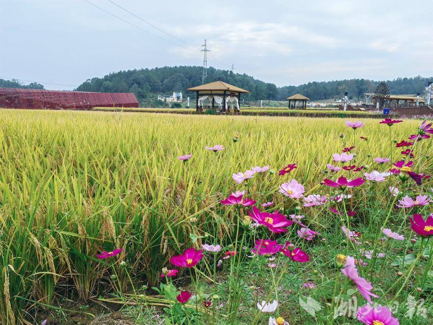 黄梅香樟园旅游区线上预订门票,背靠大树发家致富