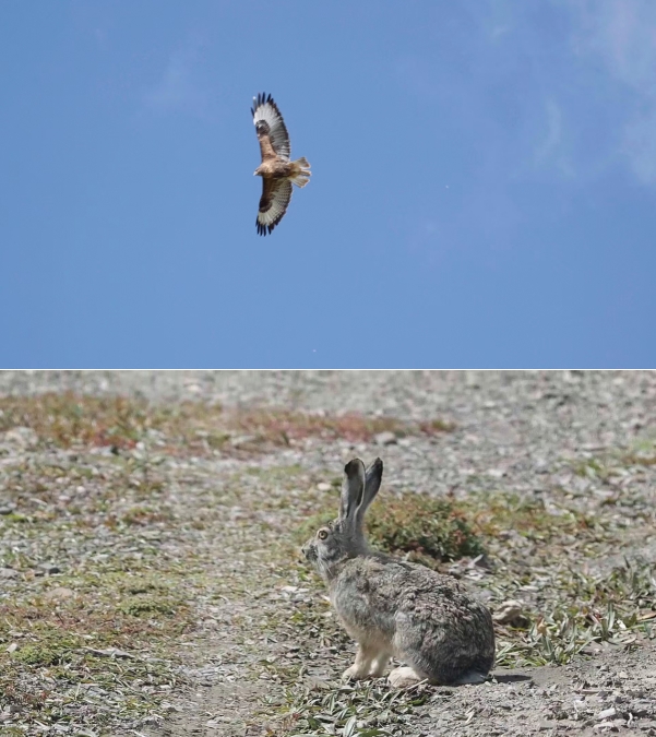 世界雪豹日宣传片,世界雪豹