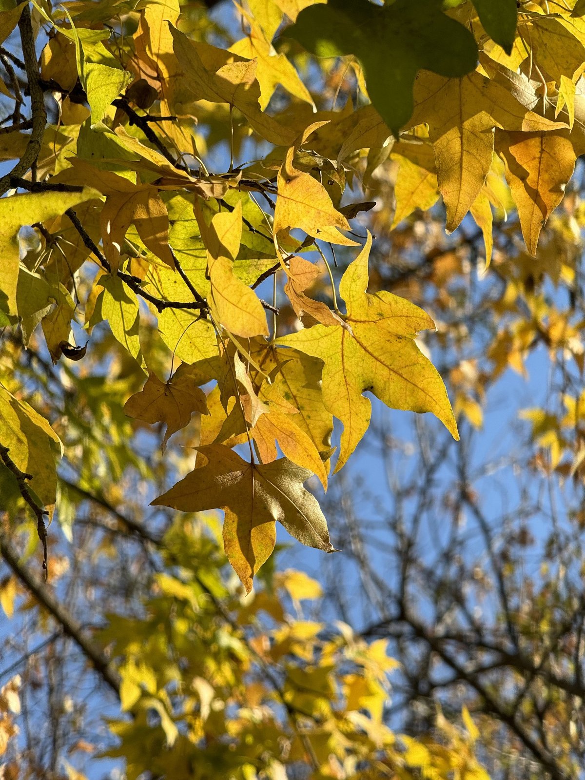 来看一下苹果15promax拍摄,苹果15promax拍摄最清晰参数