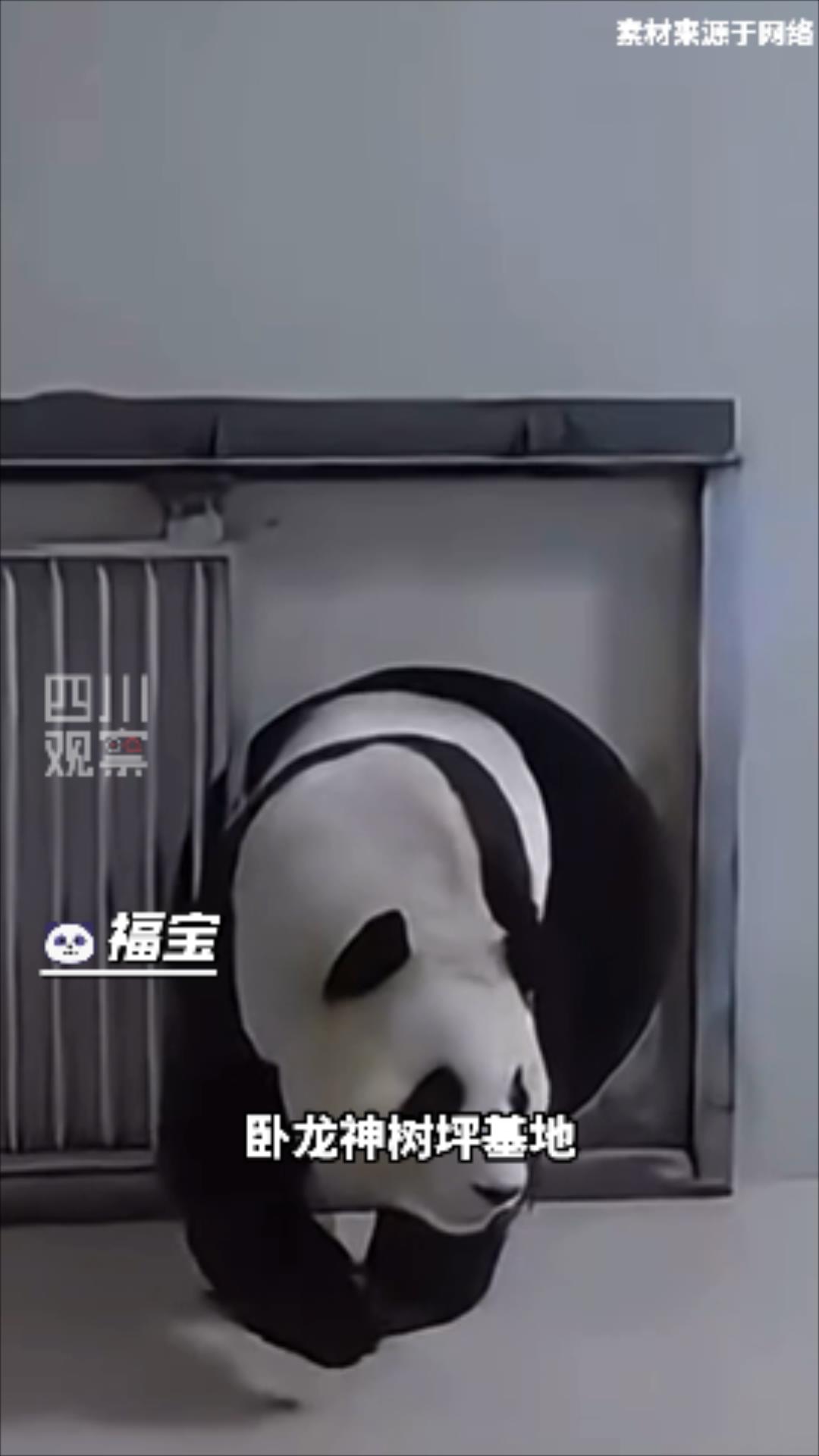 福宝的孩子回国吗,福宝回国后的饲养员是张鑫吗