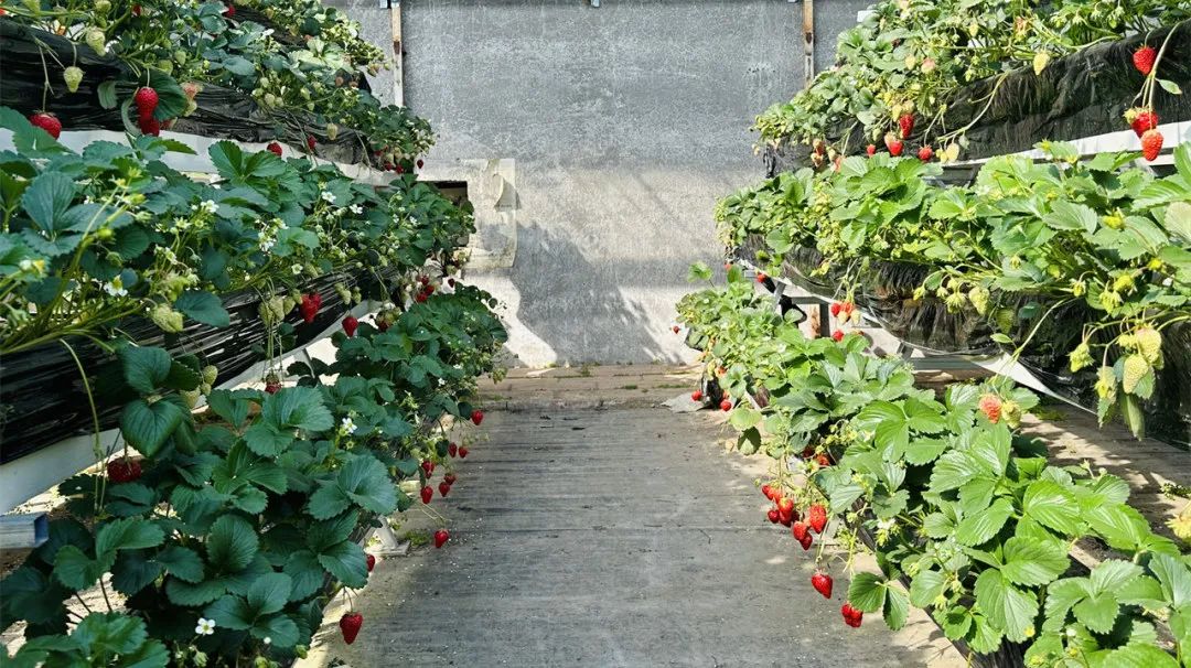 昌平可以摘草莓的地方,昌平摘草莓