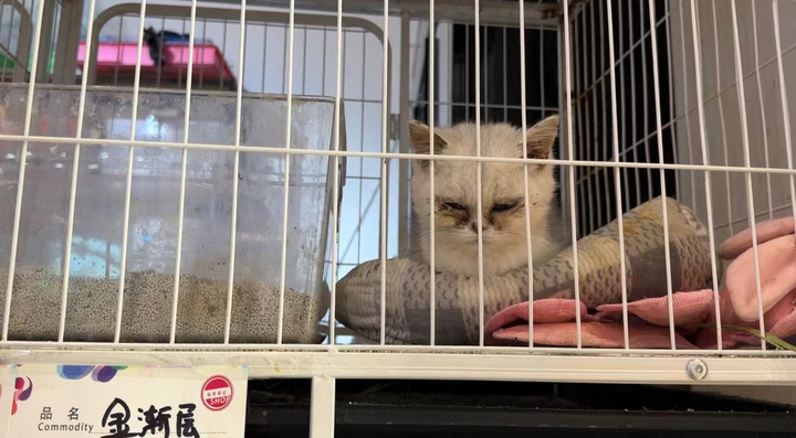 免费领养的猫可以退吗,免费领养的猫但是要支付宝500积分