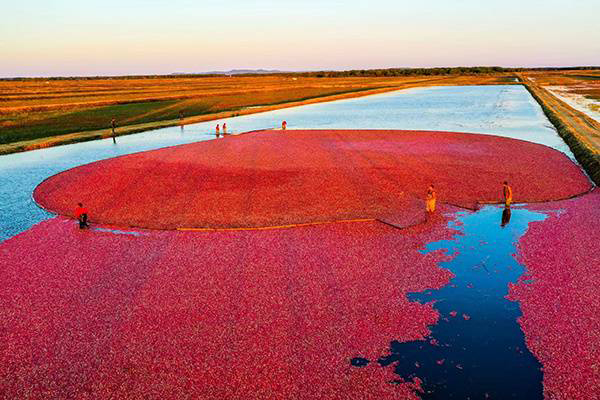 黑龙江蔓越莓特产事件,黑龙江有蔓越莓本地人不知道