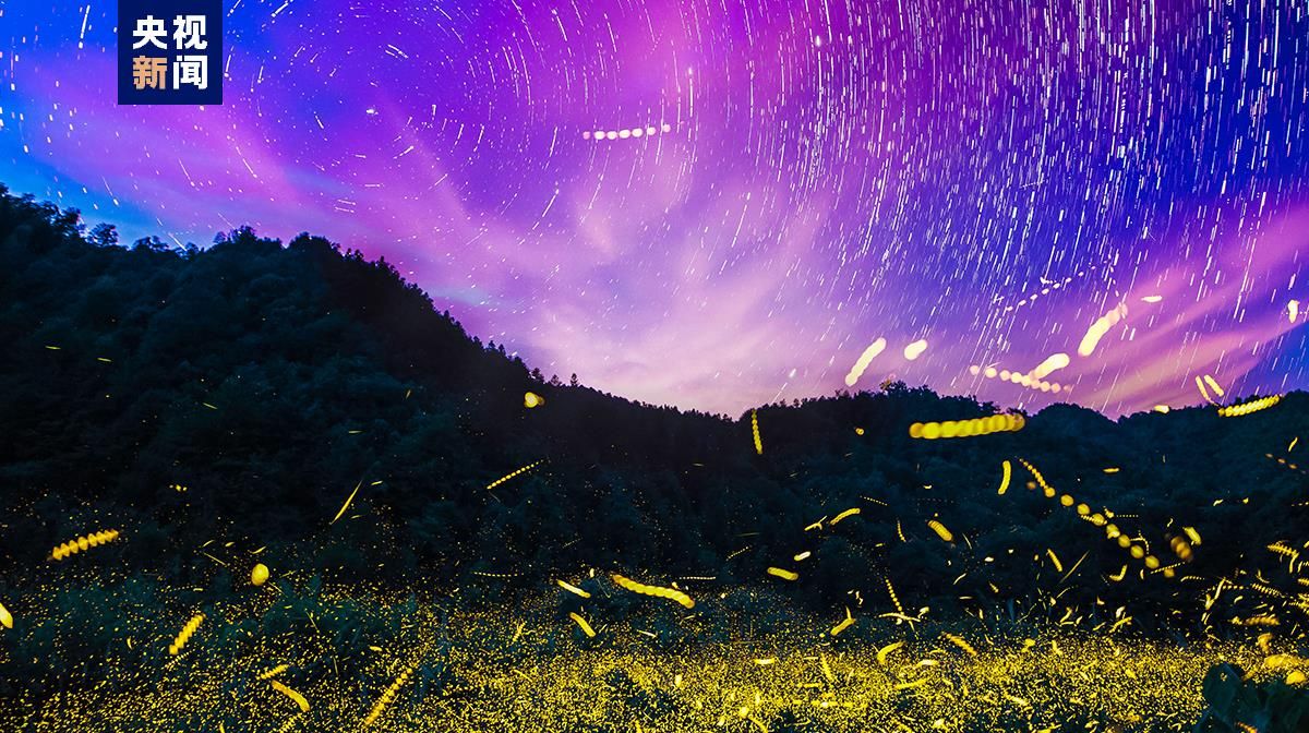 萤火虫为什么会发光原理,萤火虫为什么会发光教学视频